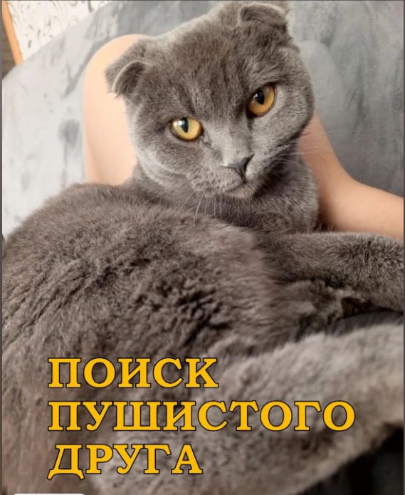 Одесская семья просит помощи в поиске потерявшейся кошки